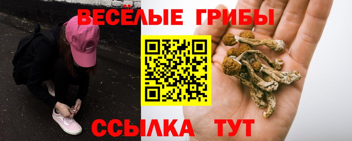Псилоцибиновые грибы Psilocybe Прохладный